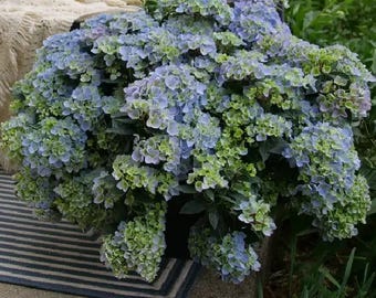 FAIRYTRAIL FRESCO Cascade Hydrangea®-  Proven Winners - 4" Pot