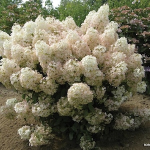 BoBo® Dwarf Hydrangea Bush - Blooms all Summer - Proven Winners - 4" Pot imagen 2