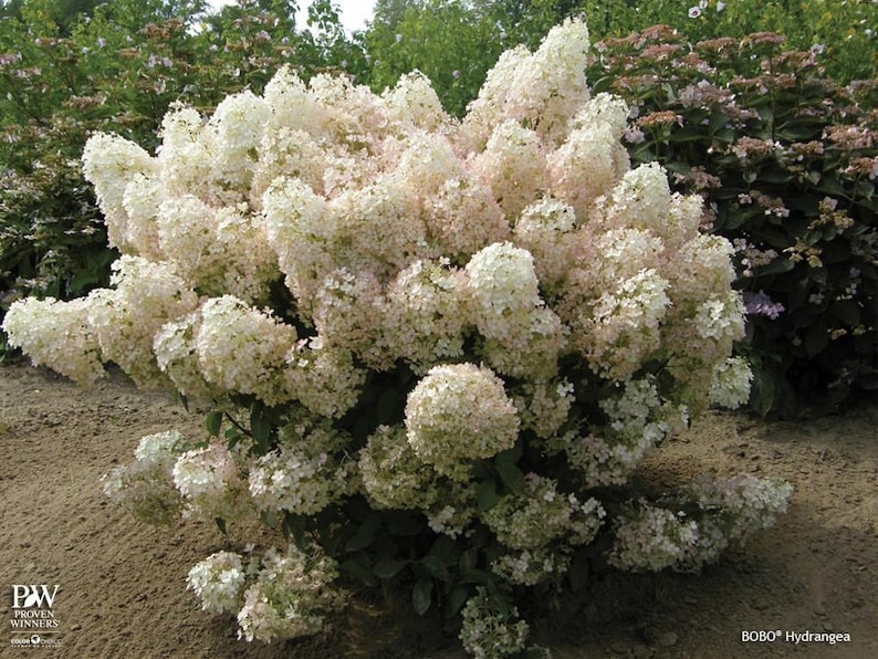 BoBo® Dwarf Hydrangea Bush - Blooms all Summer - Proven Winners - 4" Pot imagen 2