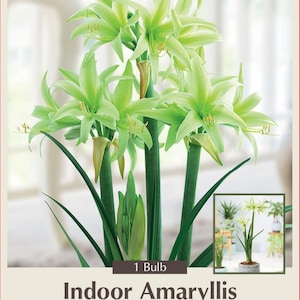 May include: A package for an Evergreen Indoor Amaryllis bulb featuring light green trumpet-shaped flowers on tall stems. The label includes the text Netherland Bulb Company, Easy to Grow Indoors, 1 Bulb, and indicates a height of 20-24 inches.