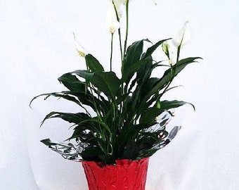 Peace Lily Plant - Spathyphyllium - 4" Pot/Decorative Pot Cover