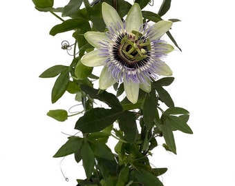 Clear Sky Passion Vine Plant on Trellis - Passiflora - 5" Pot