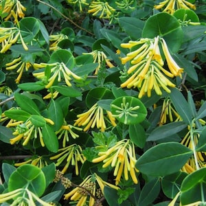 John Clayton Climbing Honeysuckle Vine - Lonicera - 2.5&quot; Pot