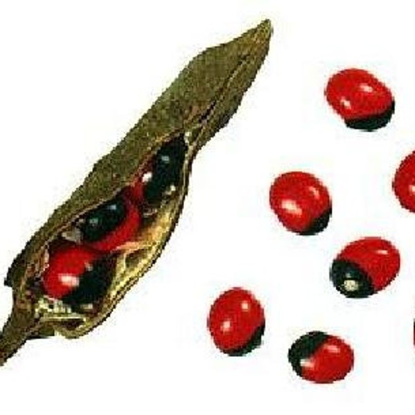 Coral Bead Vine 10 Seeds-Abrus precatorius- Hygge - Make jewelry