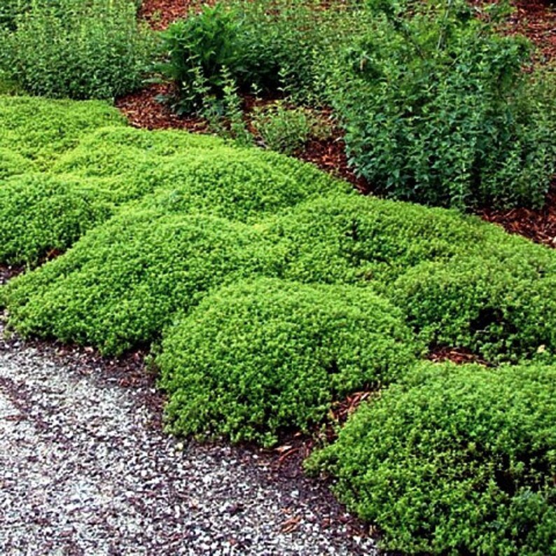 Mosquito Repelling Creeping Lemon Thyme Plant 4 Pot Etsy