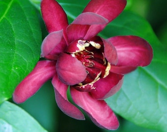 Calycanthus Aphrodite PPAF- Sweetshrub - Fragrant - Proven Winners - 4" Pot