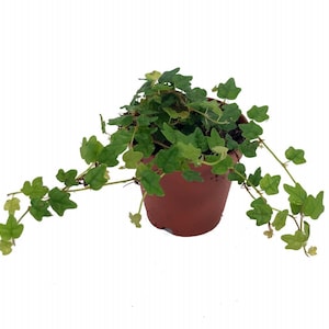 Mini Oakleaf Creeping Fig - Ficus quercifolia -Terrarium/Fairy Garden - 2" Pot