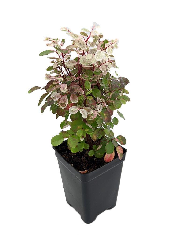 Dwarf Snowbush - Breynia nivosa 'Roseopicta Nana' -Great House Plant - 2.5" Pot
