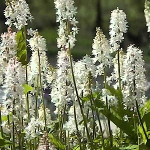 White Foam Flower - 20 Seeds - Tiarella Wherryi