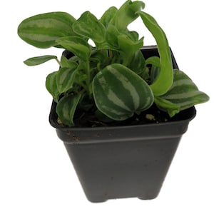 Sandersii Peperomia - 2.5&quot; Pot