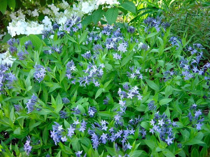 Hirt's Gardens Amsonia Perennial
