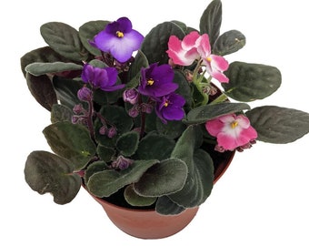 Novelty African Violet - 4" Pot - Best Blooming Plant