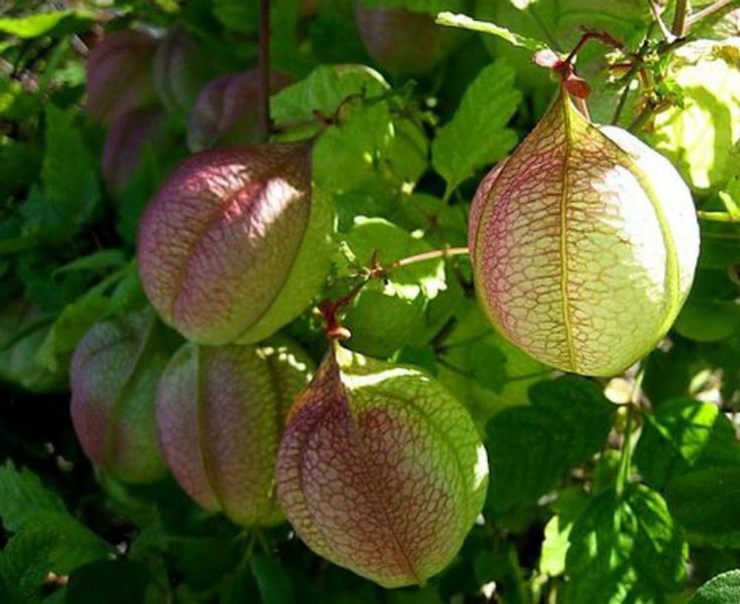 Image of Balloon Vine in a terrarium