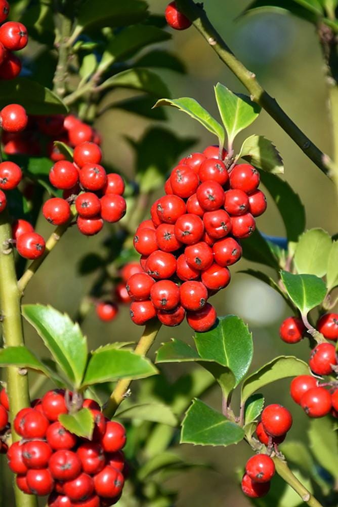 Castle Spire® Blue Holly - Ilex  - 4" Pot - Proven Winners