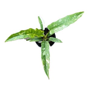 Rarest In The World! Ring of Fire Philodendron - 4" Pot