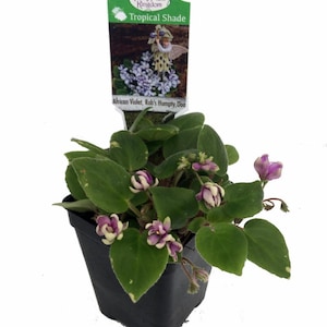 Humpty Doo Mini African Violet - 2.5" Pot - Terrariums/Fairy Gardens/Houseplant