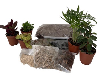Hirt's Terrarium Kit with 5 Terrarium Plants in 2" Pots