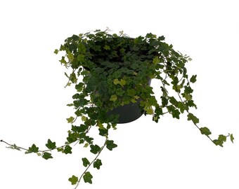 Mini Oakleaf Creeping Fig - Terrarium/Topiary/HousePlant/Fairy Garden - 4" Pot