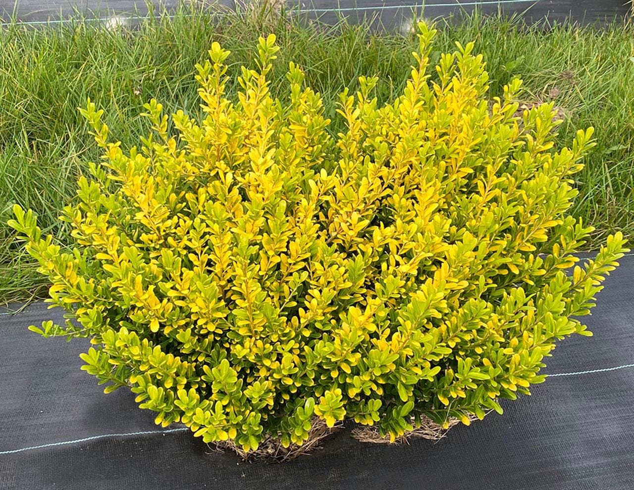 Glow Pop Japanese Holly- Ilex Crenata - 4" Pot - Proven Winners