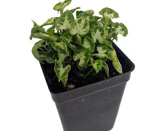 Tiny White Arrowhead Plant - Syngonium - Nepthytis - 2.5" Pot - Fairy Garden