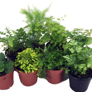 Mini Ferns for Terrariums/Fairy Garden - 8 Different Plants - 2" Pots