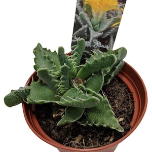 Tiger Jaws Plant - Faucaria tigrina - 3" Pot
