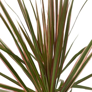 Bicolor Dragon Tree - Dracaena marginata - 4" Pot - Easy to Grow House Plant