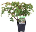 Tiny Pink Begonia Plant - 2.5" Pot - Terrarium/Fairy Garden/House Plant