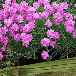 Tiny Rubies Dianthus - Fragrant/Hardy Groundcover - 2.5" Pot
