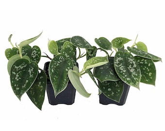 Raro filodendro de nube plateada - Scindapsus pictus - FÁCIL - 2 plantas - Maceta de 3"