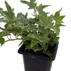 Glacier English Ivy - Hedera - 2.5" Pot - Easy to Grow, Indoors