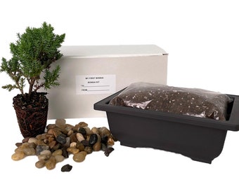 My First Bonsai Tree Kit plus Live Japanese Juniper Tree