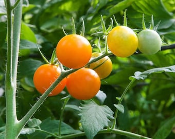 Sunsugar Tomato Plant - Sweetest Tomato in the World! - 2.5" Pot