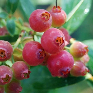 Pink Lemonade Blueberry Bush - Hot Pink Fruit - 2.5" Pot
