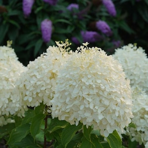 Puffer Fish® Panicle Hydrangea - Hydrangea paniculata - 4" Pot