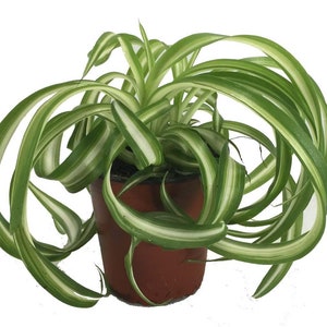 Bonnie Curly Spider Plant - Easy - Cleans the Air - 4" Pot - Grown by Hirt's Gardens