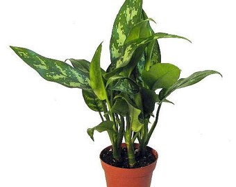 Maria Chinese Evergreen Plant - Aglaonema - Low Light - 4" Pot