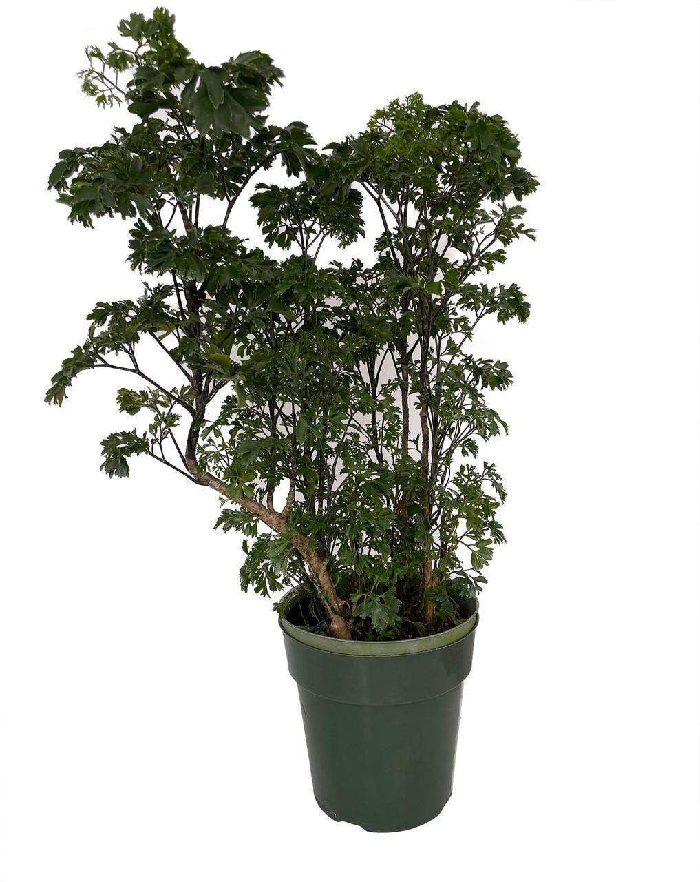 Parsley-Leaf Japanese Ming Aralia Tree Plant - Polyscias - 6" Pot