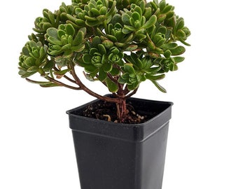 Irish Blessing Tree - Aeonium tortuosum - Easy to Grow Succulent - 2.5" Pot