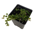 Mini Oakleaf Creeping Fig - Ficus quercifolia -Terrarium/Fairy Garden - 2.5" Pot