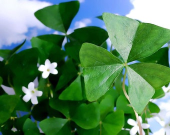 Lucky Green Shamrock 10 Bulbs - White Flowers/Edible Leaves - Oxalis regnelli