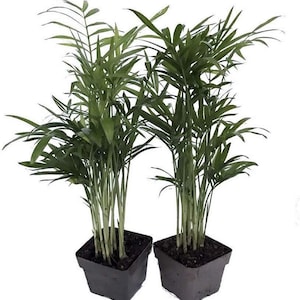 Hirt's Gardens® Victorian Parlor Palm -Chamaedorea Neanthe Bella-2 Pack 2.5" Pot