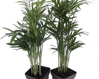 Hirt's Gardens® Victorian Parlor Palm -Chamaedorea Neanthe Bella-2 Pack 2.5" Pot