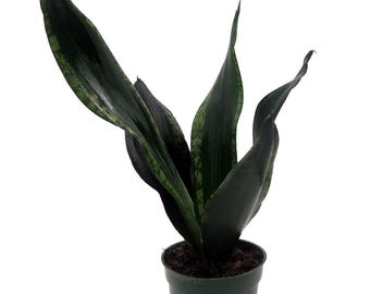 Whitney Snake Plant - Sansevieria - Impossible to kill! - 4" Pot