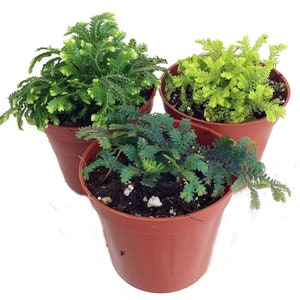 3 Club Moss Plants - Selaginella -  Terrariums, Fairy Gardens - 2" Pots