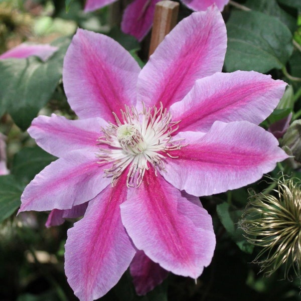 Dr. Ruppel Clematis Vine - Perennial - 2.5" Pot