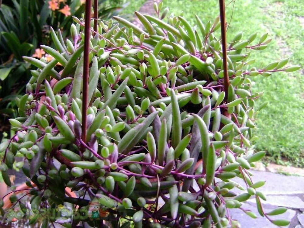 Othonna capensis Easy to Grow Succulent Plant String of Rubies 2 Pack 2 Pot