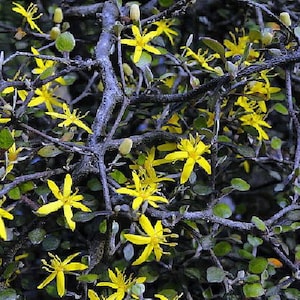 Silver Needle Ghost Tree - Corokia - 2.5" Pot - Fairy Garden Plant/House Plant