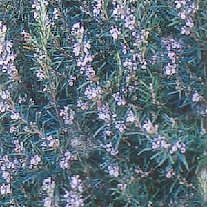 Spice Island Rosemary Plant - Outstanding for Culinary - Live Plant -  2.5" Pot