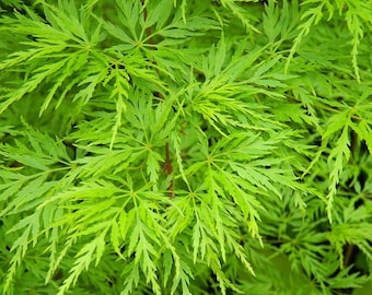 Seiryu Japanese Maple - Quart pot -Acer palmatum var. dissectum